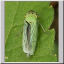 Cicadella viridis - Zwergzikade 06.jpg